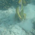 IMG 0632