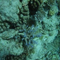 IMG 0955